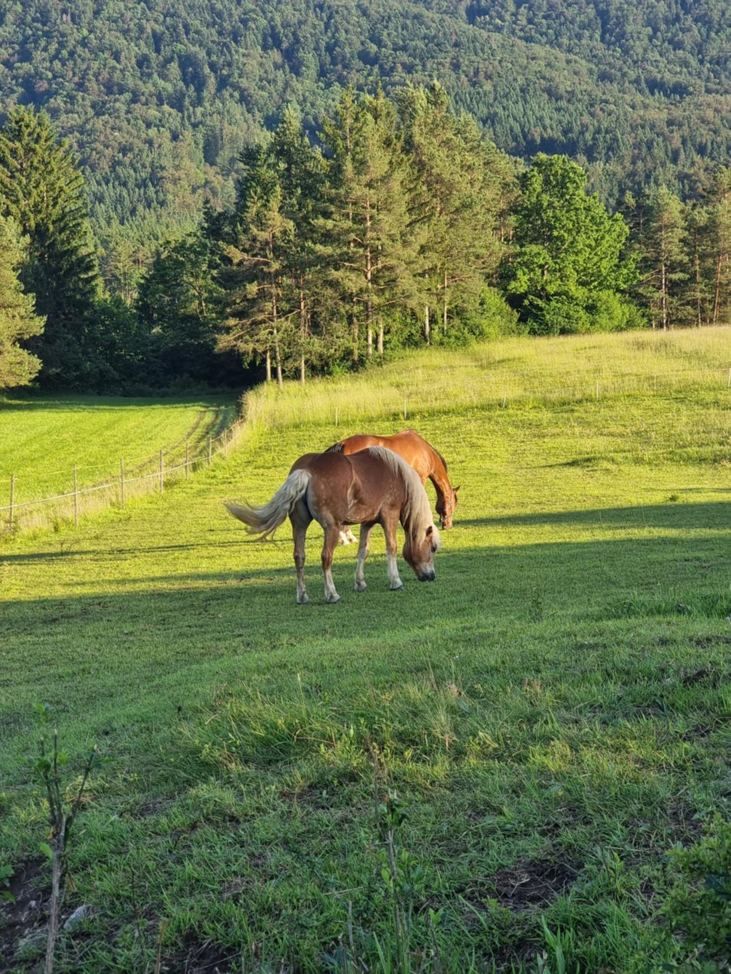 Notranjska Hisa - Traditional Country House, Close To The World Attraction Cerknica Lake Begunje pri Cerknici المظهر الخارجي الصورة